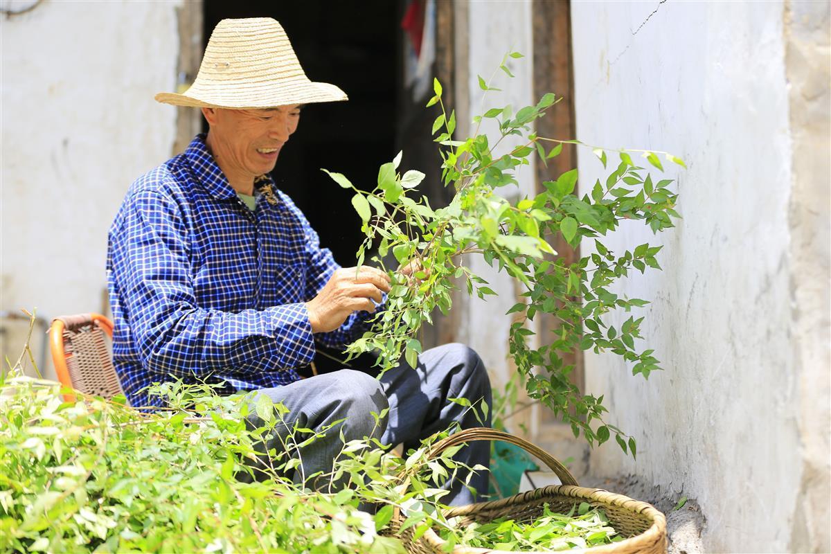 湖北郧西:"神仙叶"获"国字号"认证