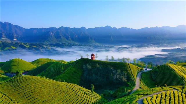 "振兴湖北茶"计划振翅启航 30家知名茶企"燃"动湖北茶