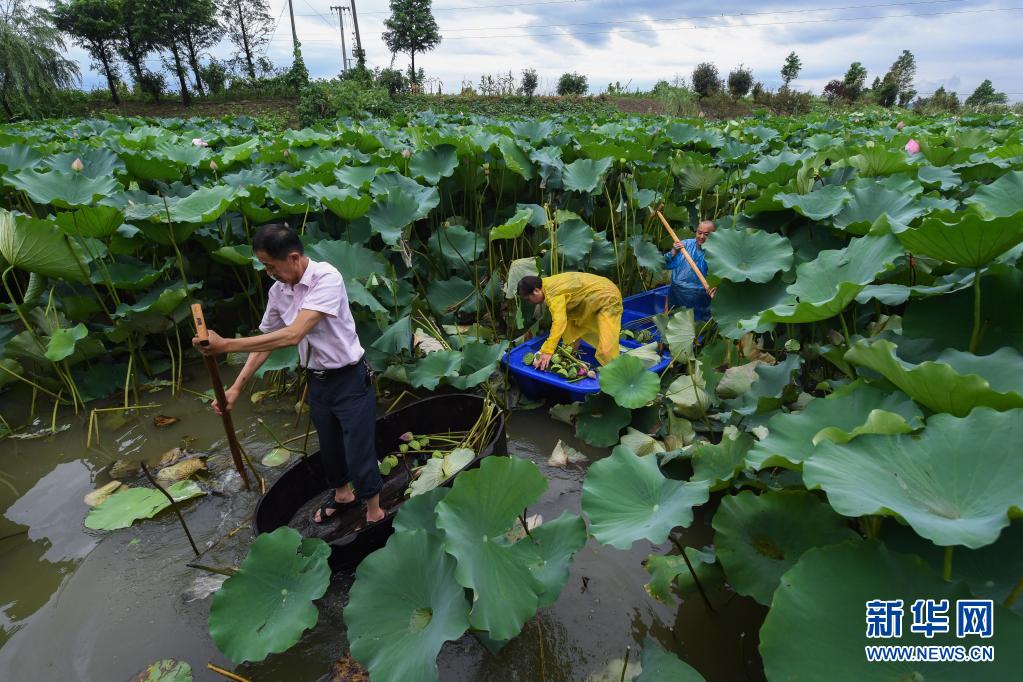 美丽乡村夏日荷塘忙采荷