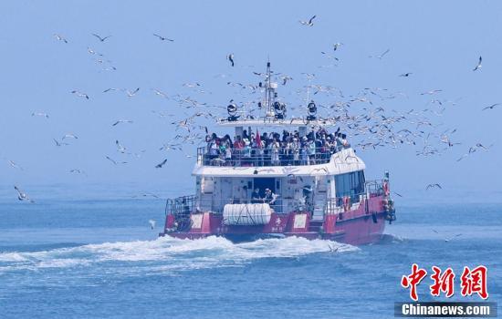 山东海驴岛:游客与黑尾鸥伴游浪漫夏日