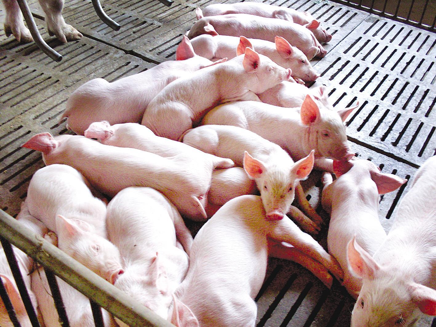 近日,省政府出台《关于做好生猪保供稳价工作的通知》,提出8项生猪稳