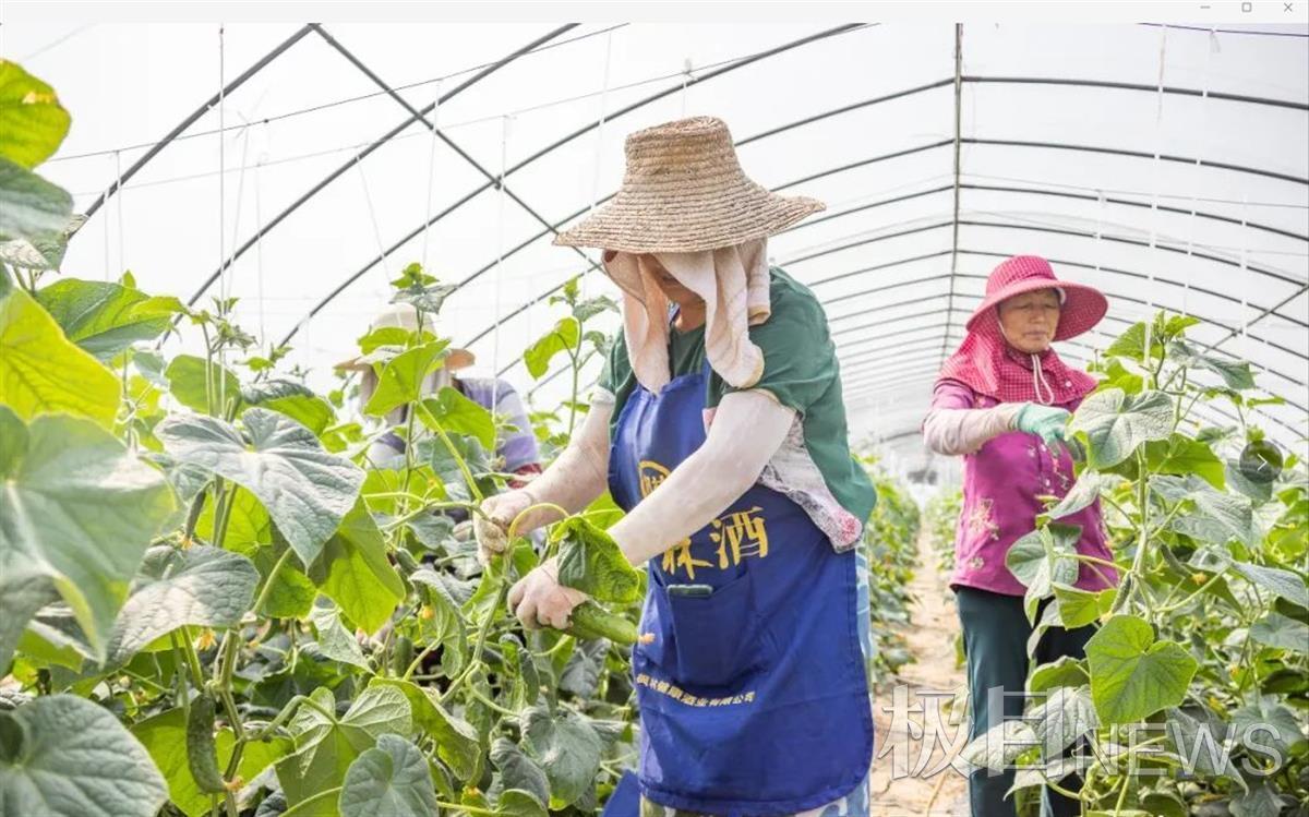 这方唱罢葡萄宴那方水果黄瓜将登场农户抱团种上特色蔬果(图1)