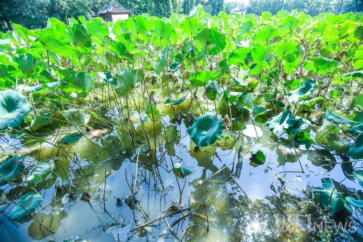 东湖荷花池荷叶开始衰败 东湖荷花池莲蓬已成黑色,即将掉落