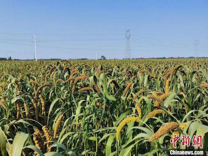 河北阜城推广旱作雨养项目 种植谷子助农每亩增收千元