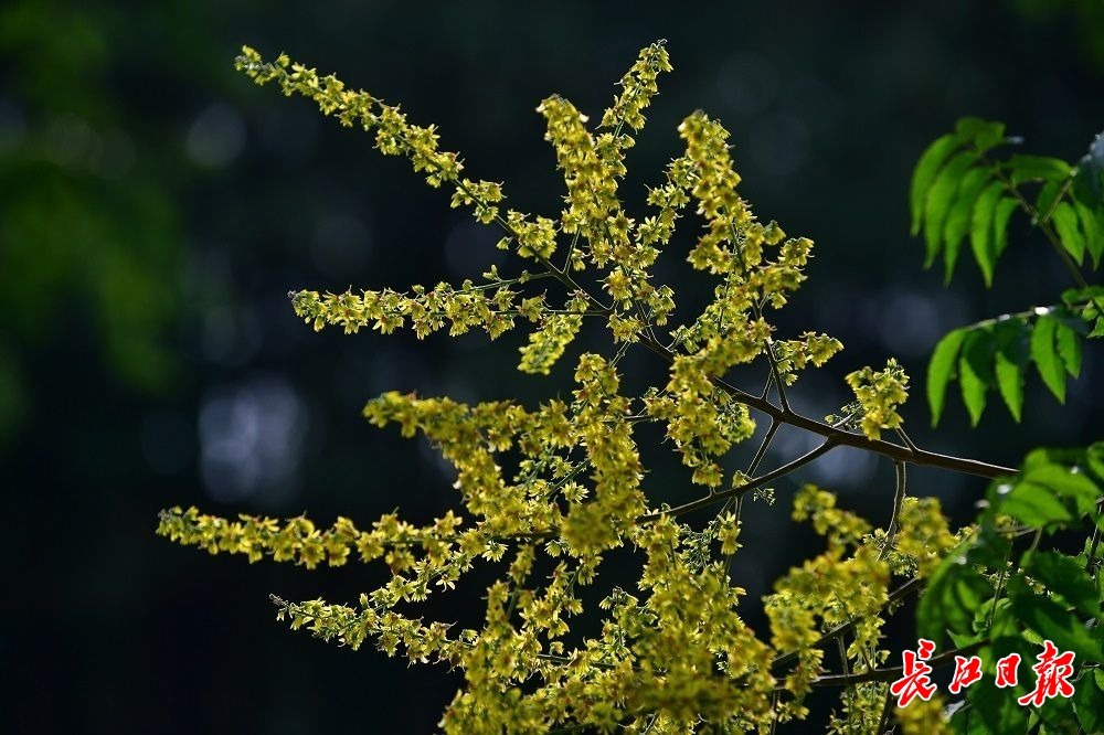 栾树染金边,一树一盛景