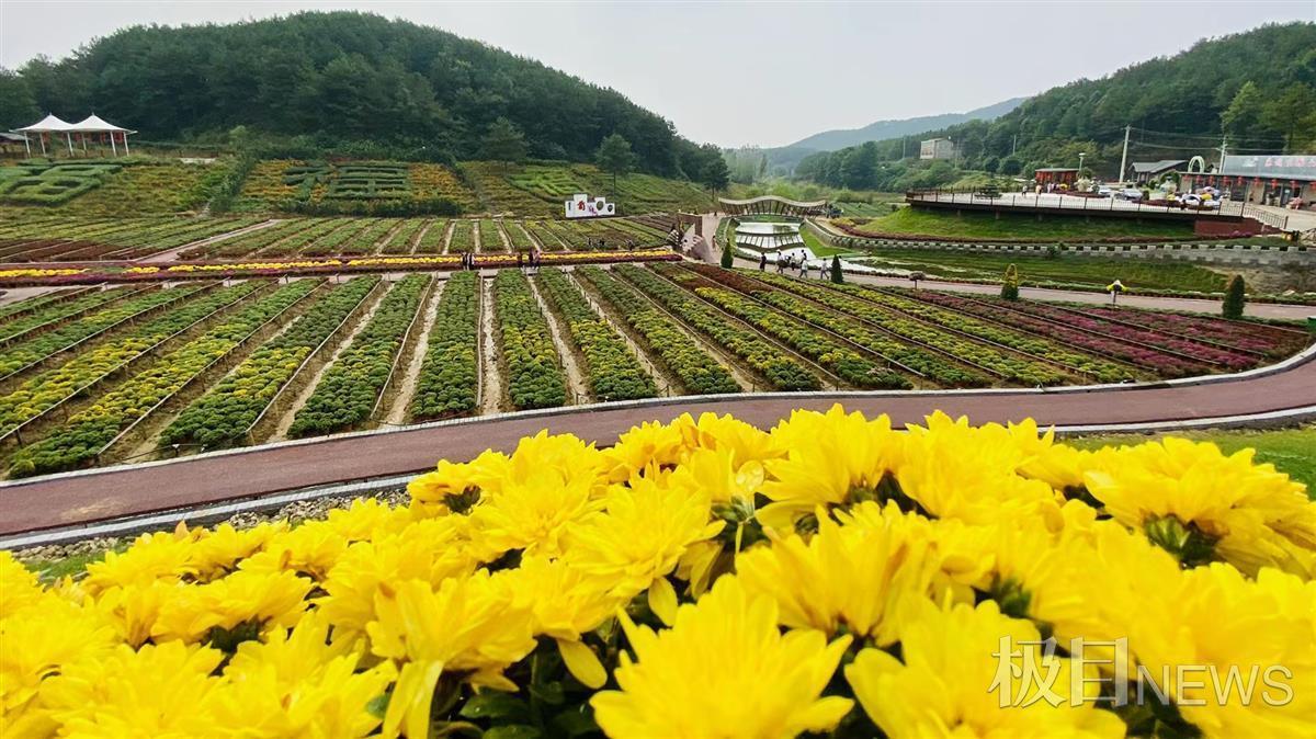 湖北麻城第十届菊花节开幕