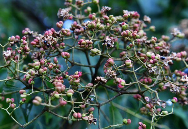 重阳节古人插戴的茱萸,原来长这样