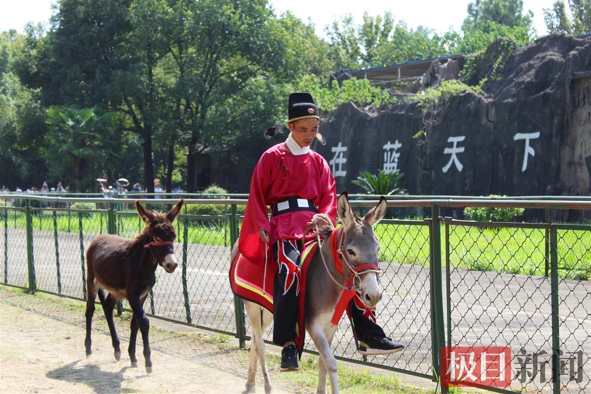 "好白菜给猪拱了,武汉九峰野生动物园国庆游园表演看得游客乐哈哈