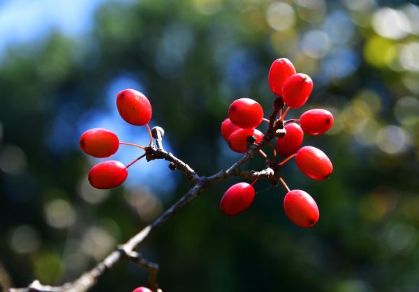 10月12日,武汉植物园本草园里的山茱萸,果实红艳欲滴,晶莹剔透,非常