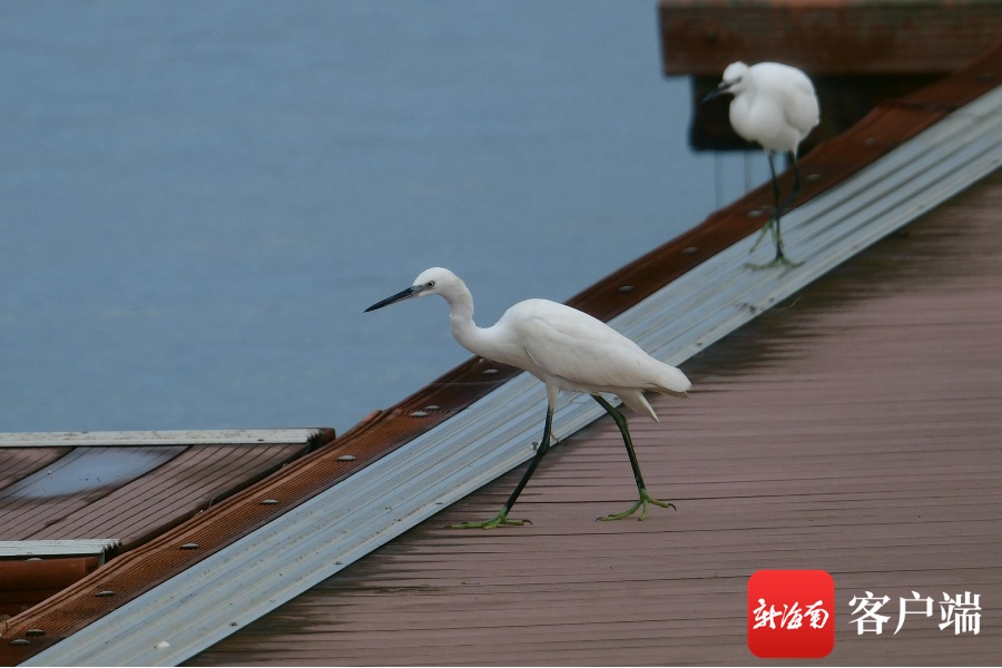 原创组图 | 一群白鹭现身海口湾 觅食嬉戏楚楚动人