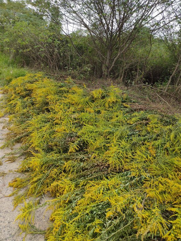 这种霸道小黄花可不是花海,全市正全力围剿加拿大一枝黄花