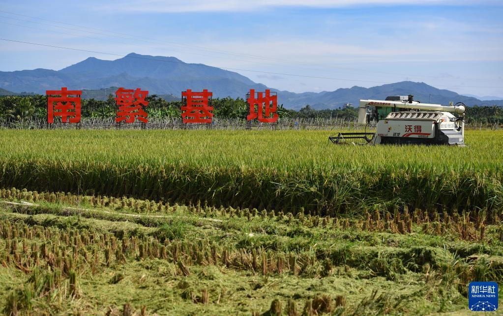 10月26日在三亚市崖州区(坝头)南繁公共试验基地试验示范点拍摄的稻田