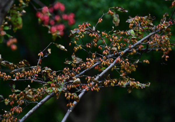 重阳节古人插戴的茱萸,原来长这样