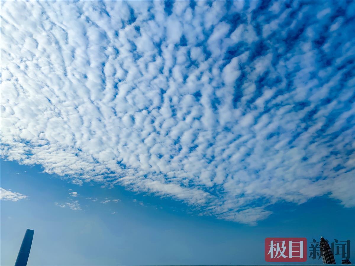 今晨,江城上空出现了层状的高积云,这些云朵队列整齐,如鱼鳞,似波浪