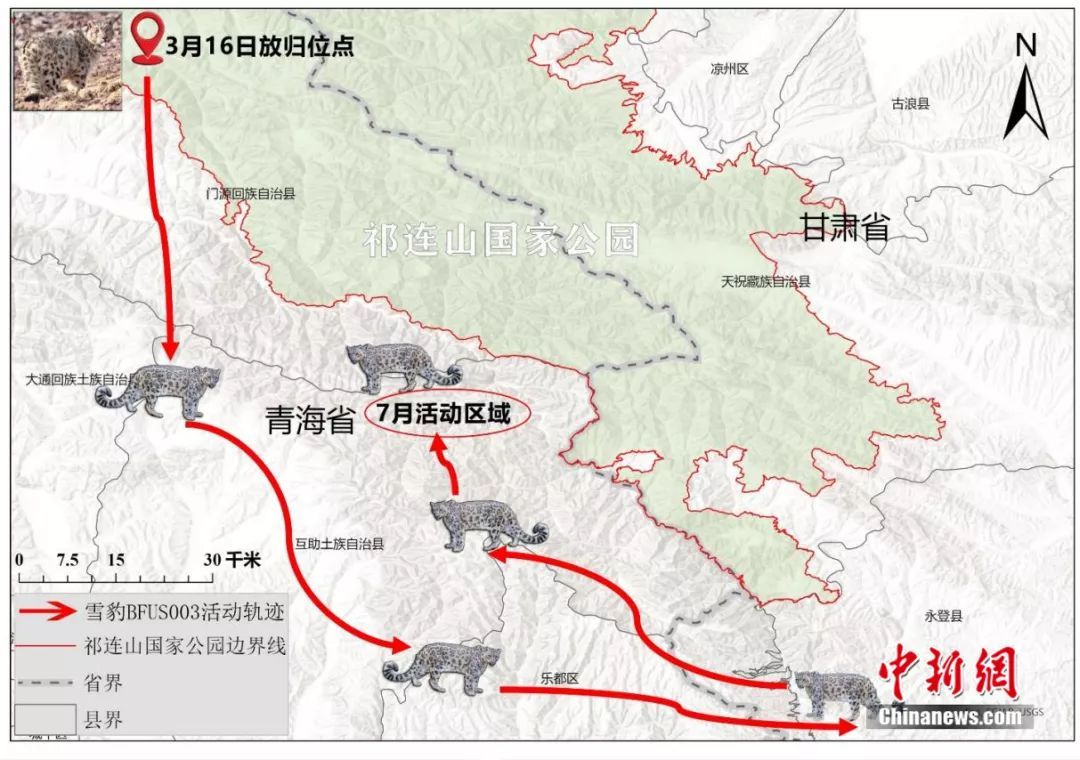 雪豹"凌蛰"活动卫星追踪轨迹示意图祁连山国家公园青海省管理局供图