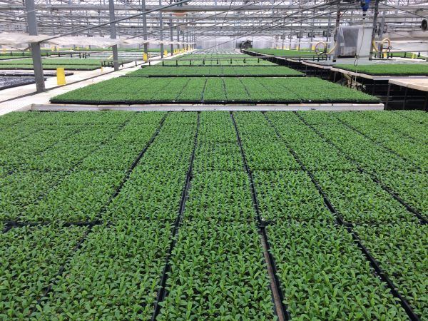 武汉蔬菜花卉种苗工厂化生产标准化试点项目,实施半年多商品苗提高了