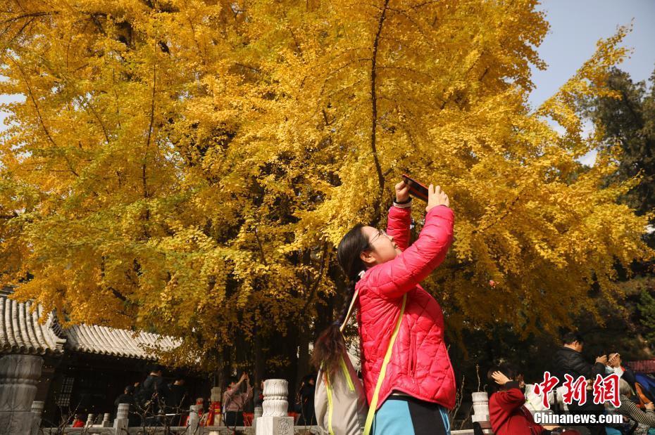 北京:秋染潭柘寺 千年银杏披"金甲"