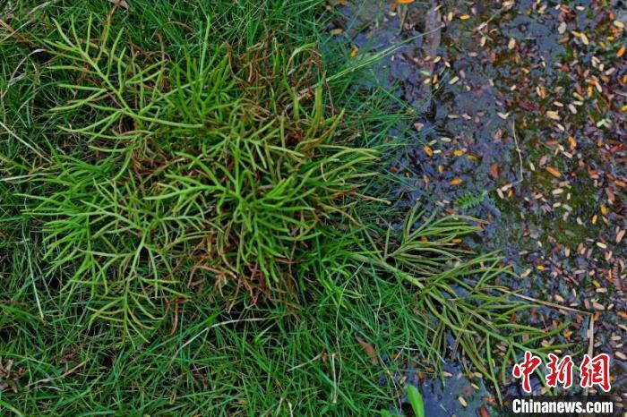 深圳茅洲河光明段首次发现濒危植物野生水蕨