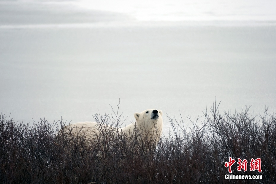加拿大哈德逊湾北极熊遭遇暖冬