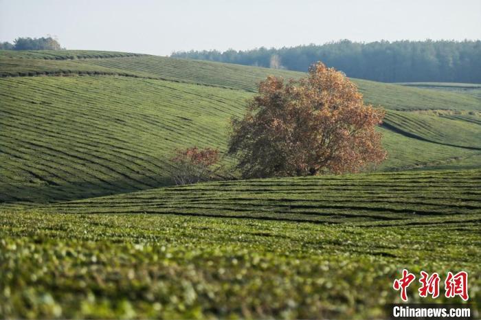 图为贵州茶园. 贵州省茶办供图