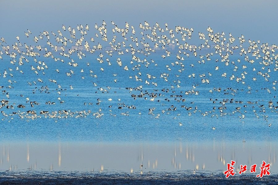 11月24日,在武汉沉湖国际重要湿地自然保护区,各种迁徒候鸟陆续抵达