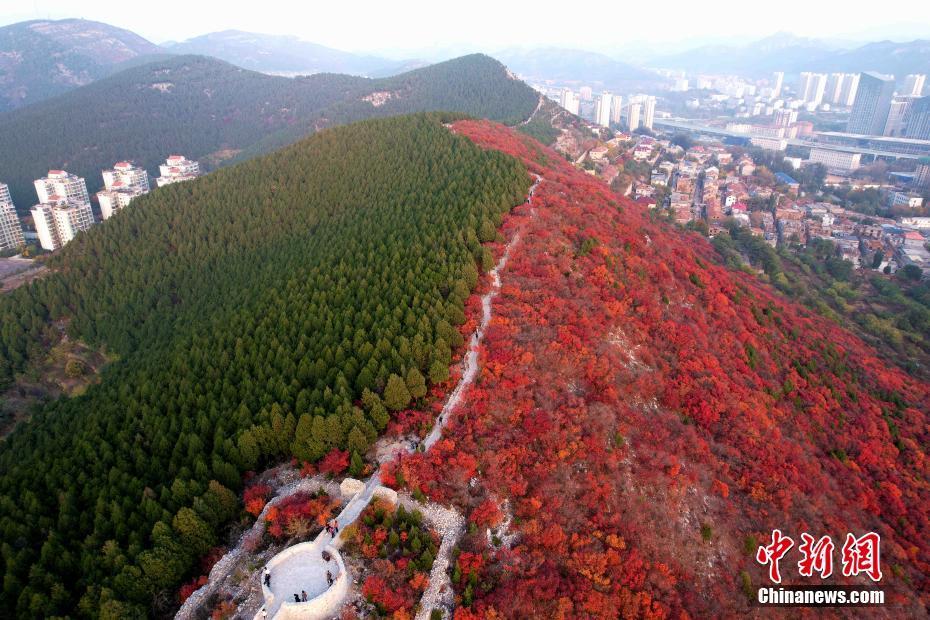 航拍济南蝎子山 半边翠绿半边红