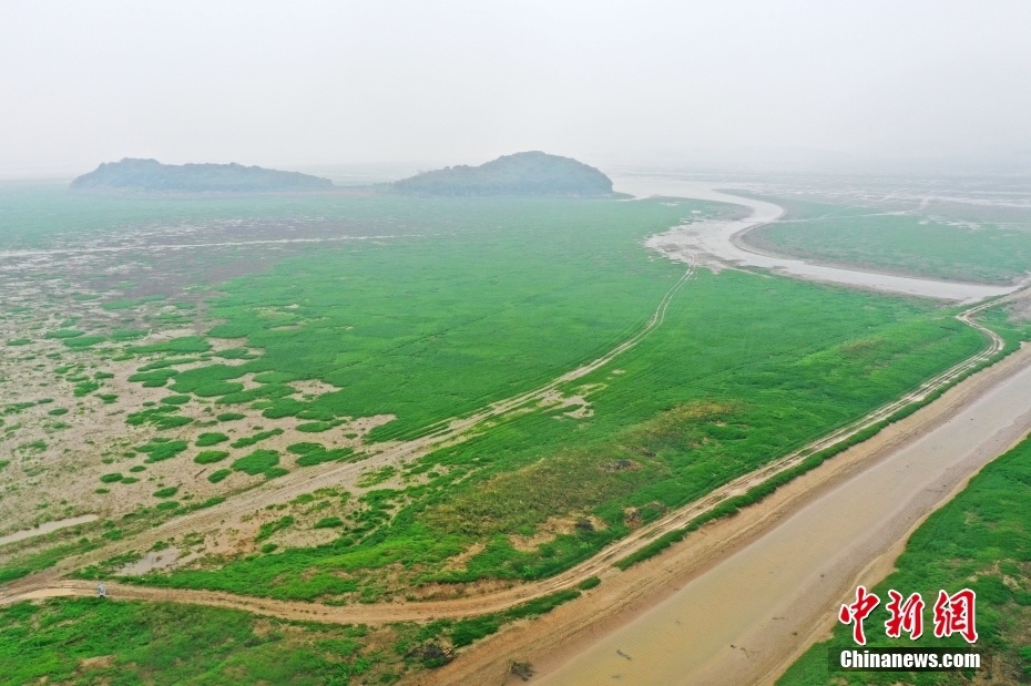 江西鄱阳湖进入枯水期 河床裸露变身滩涂草洲