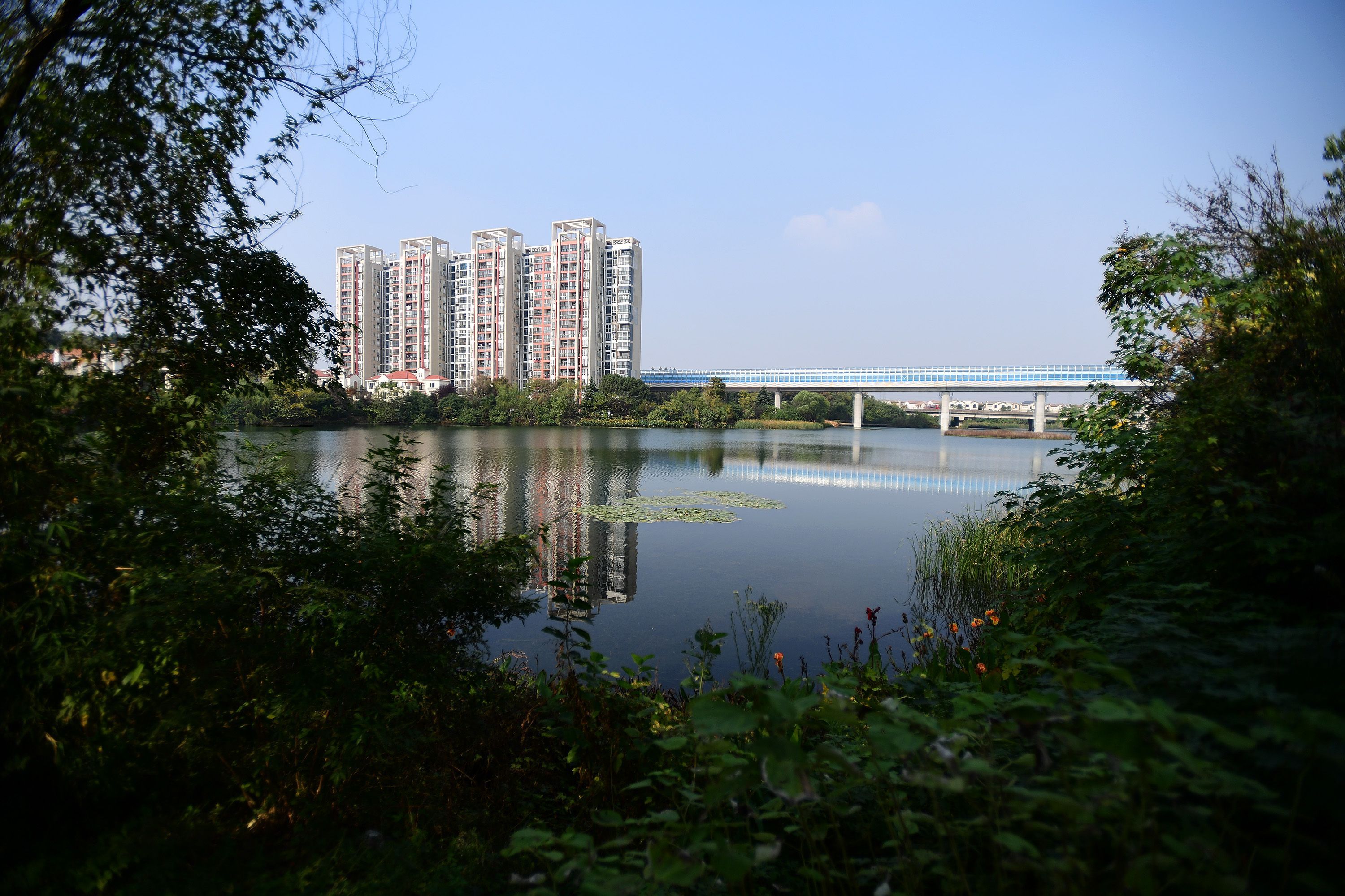 曾经水体黑黢,如今水清岸绿!武汉桂子湖牛海湖变身湿地生态景观