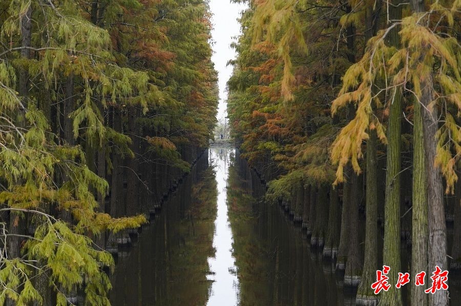 长江日报大武汉客户端讯 武汉市新洲区的涨渡湖湿地公园上万棵池杉