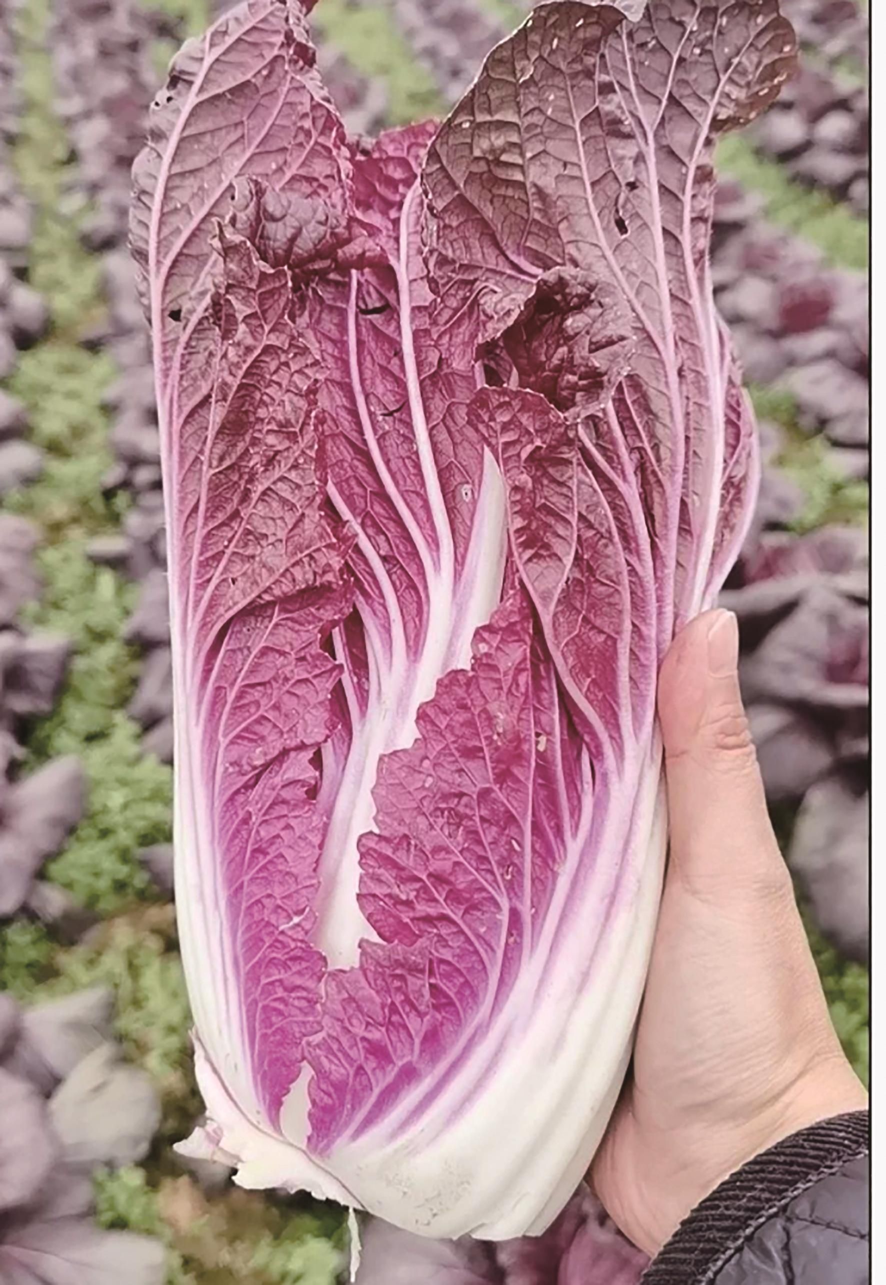 紫色的大白菜乌黑的辣椒江夏田园稀奇菜装满一箩筐