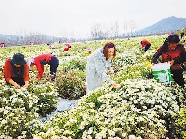 堰头垸村福白菊种植基地,村民采摘福白菊.