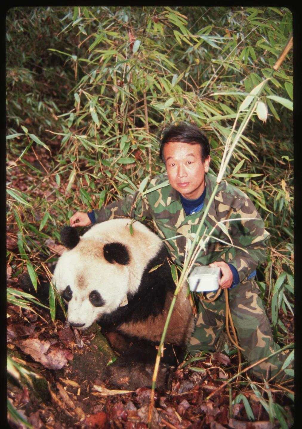 84岁北大熊猫爸爸我愿荒野终老