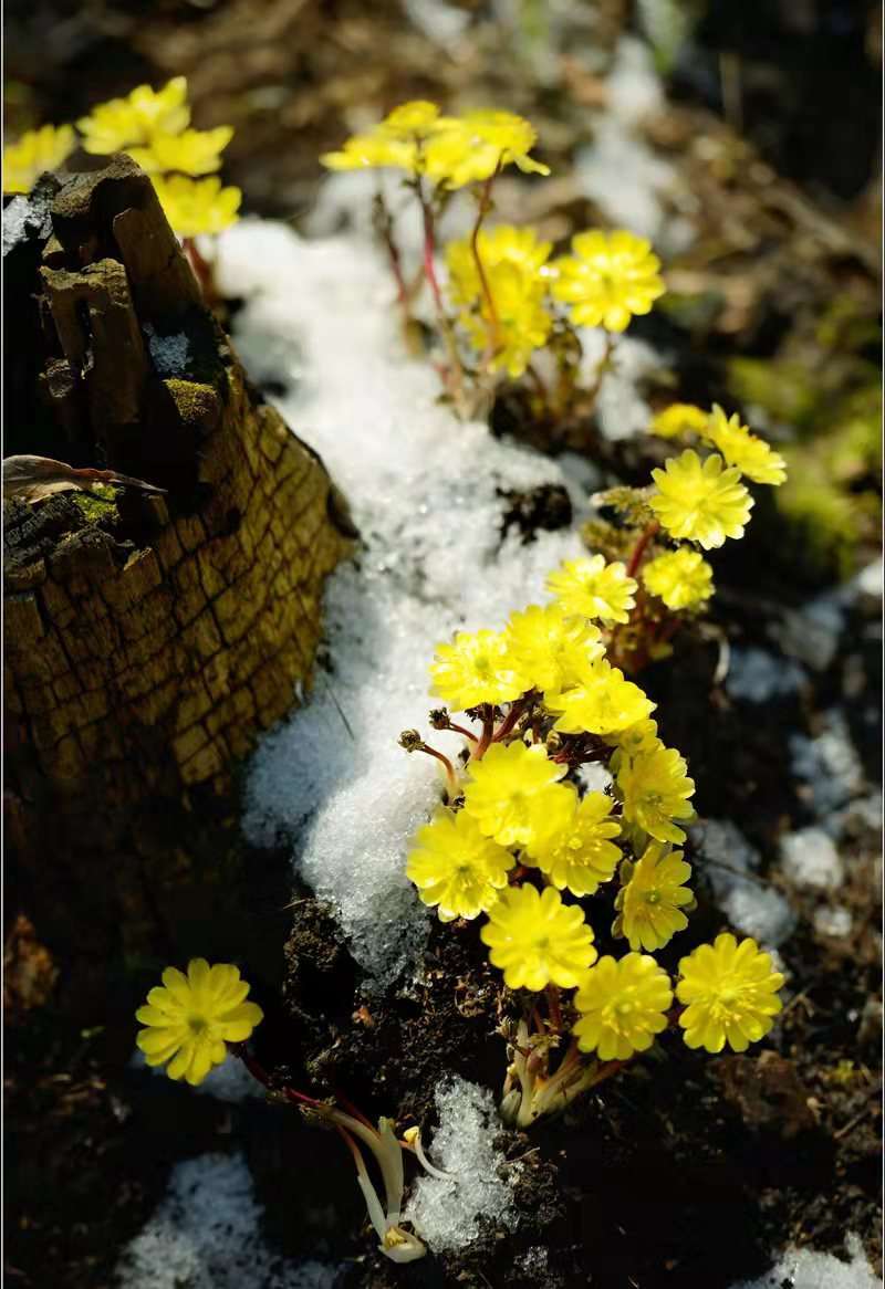 冰凌花(侧金盏花)开放于冰雪未融之时