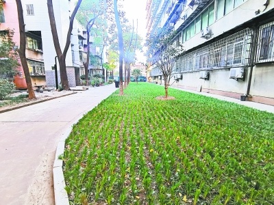 黄浦雅苑小区绿化改造遭到一些业主反对后,拆除了空心砖重新铺设草坪.