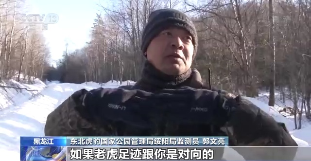 记者探访东北虎豹国家公园零距离感受雪中寻虎