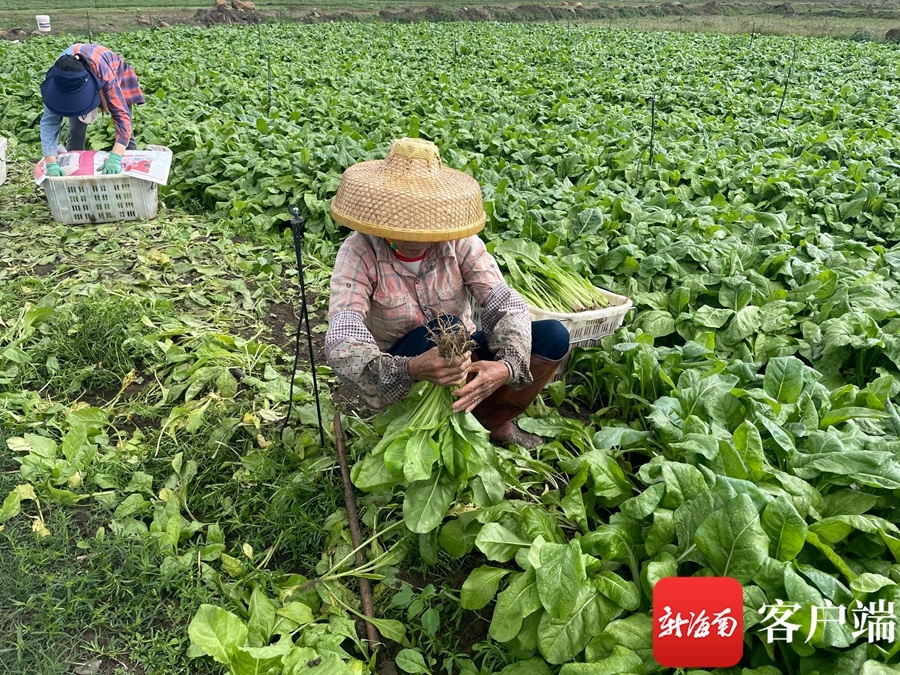 海口春节期间一元菜将增加至六种将不定时推出特惠菜