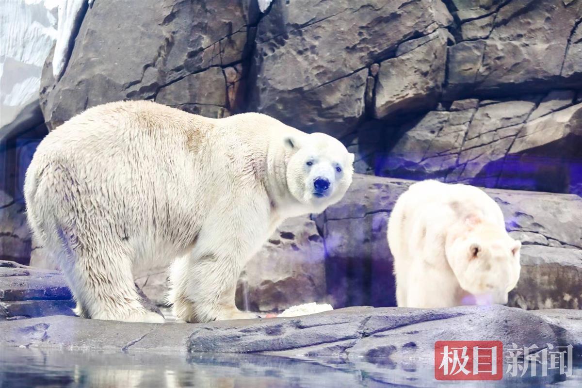 过年仪式感拉满武汉北极熊嗨吃巨型饺子