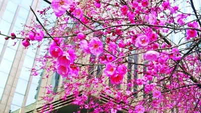 暖冬催花，早梅提前绽放 春节武汉将上演“市花迎春”早开的梅花惹人爱(图4)