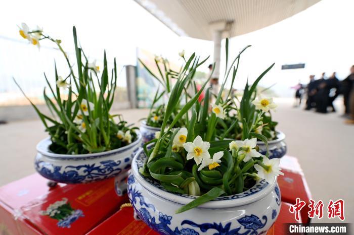 福建漳州水仙花登上高铁