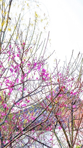 暖冬催花，早梅提前绽放 春节武汉将上演“市花迎春”早开的梅花惹人爱(图2)
