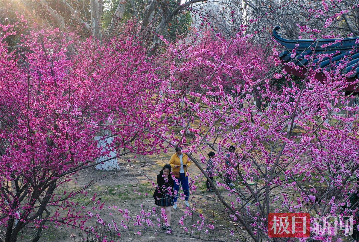 堤角公园约有100余株梅花,分布公园各处,白,粉,红,紫渐次排列,格
