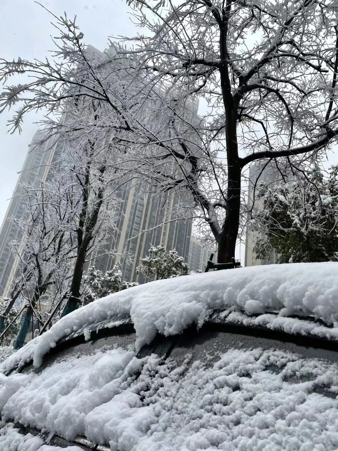 大雪真的来了白茫茫一片