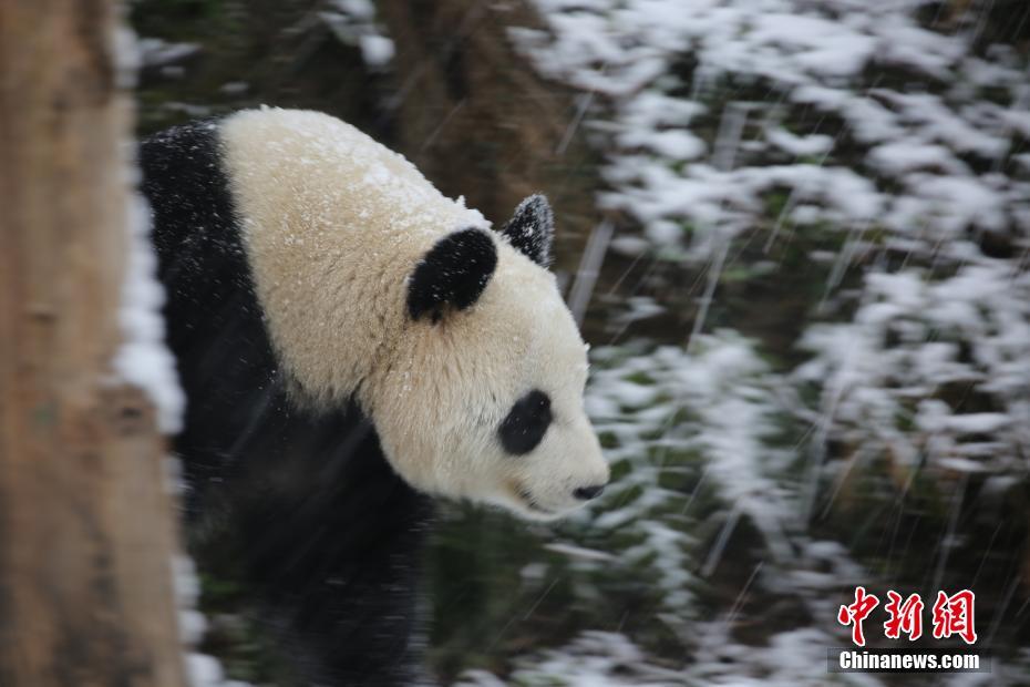 南京市红山森林动物园的大熊猫雪中撒欢