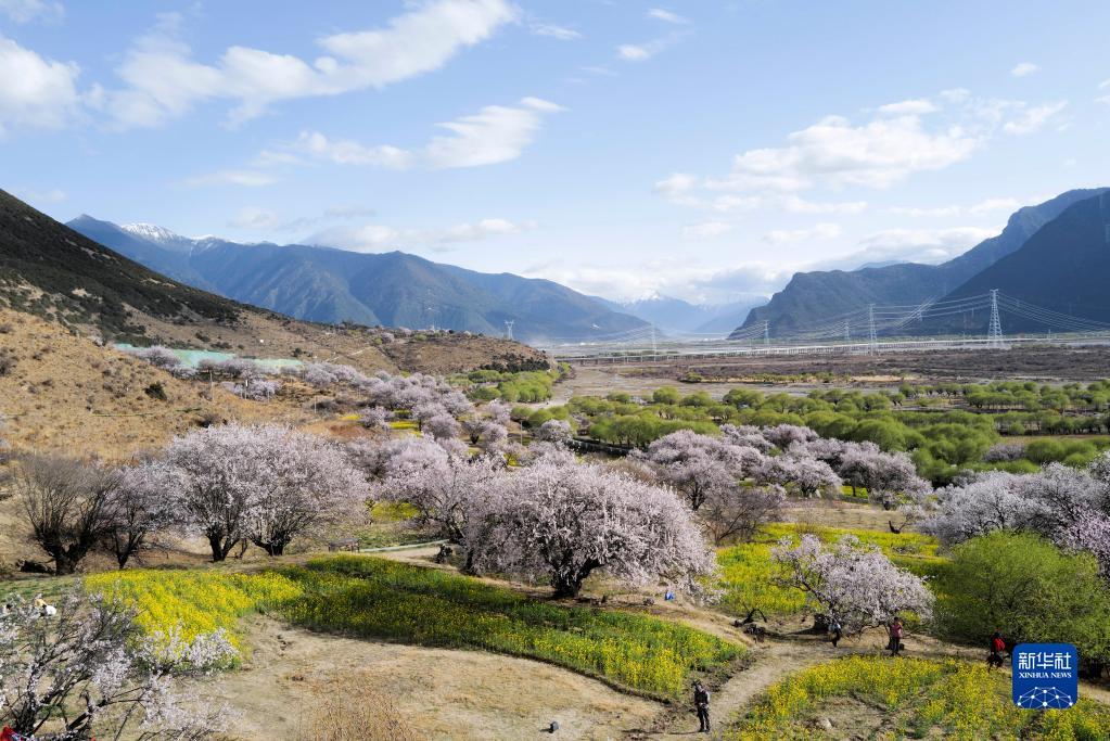 这是3月28日在西藏林芝嘎拉村拍摄的春日景色.