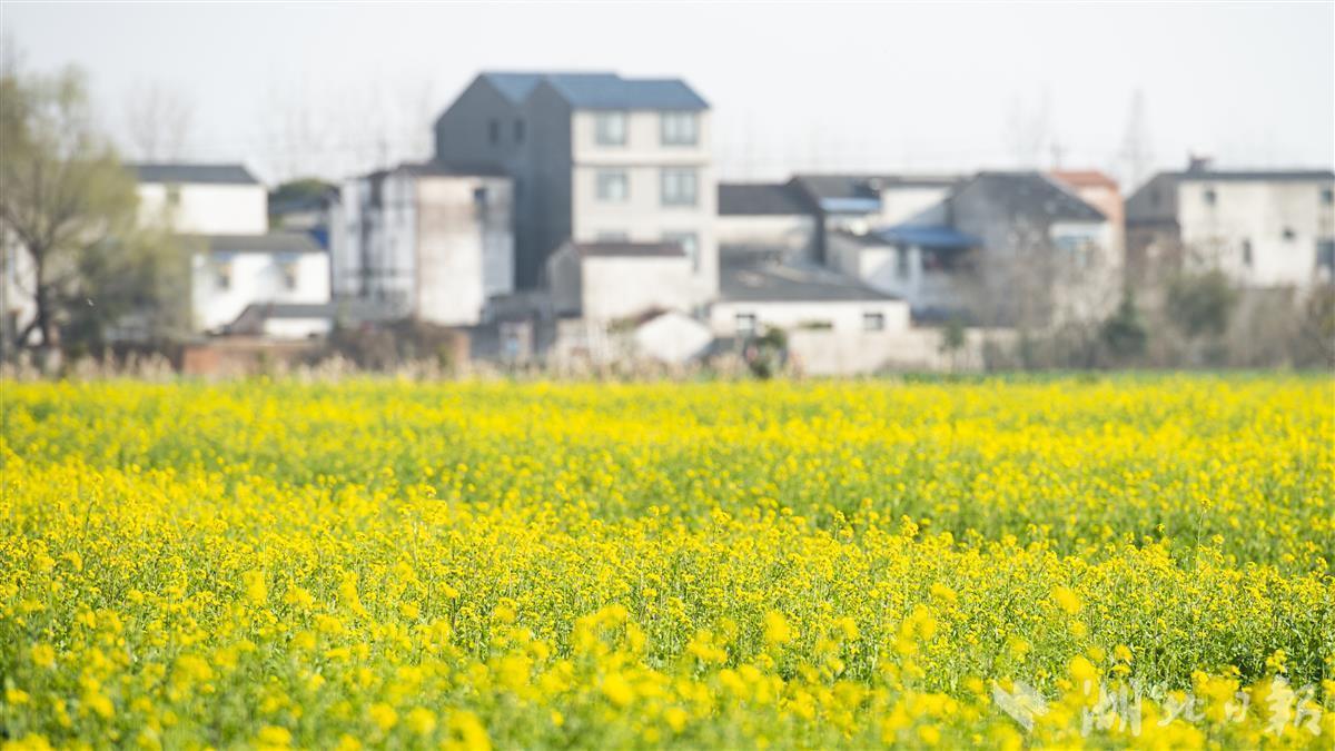 蔡甸消泗乡油菜花初开