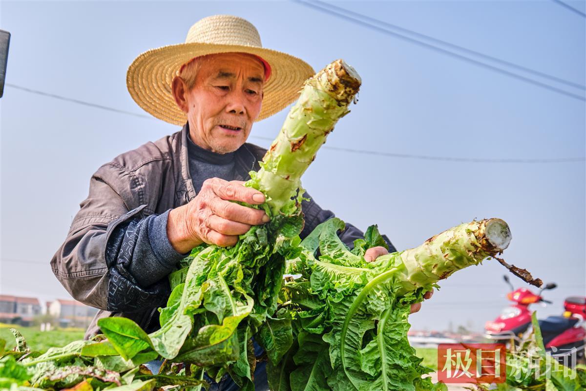 1200余亩莴苣丰收新洲农户忙采摘