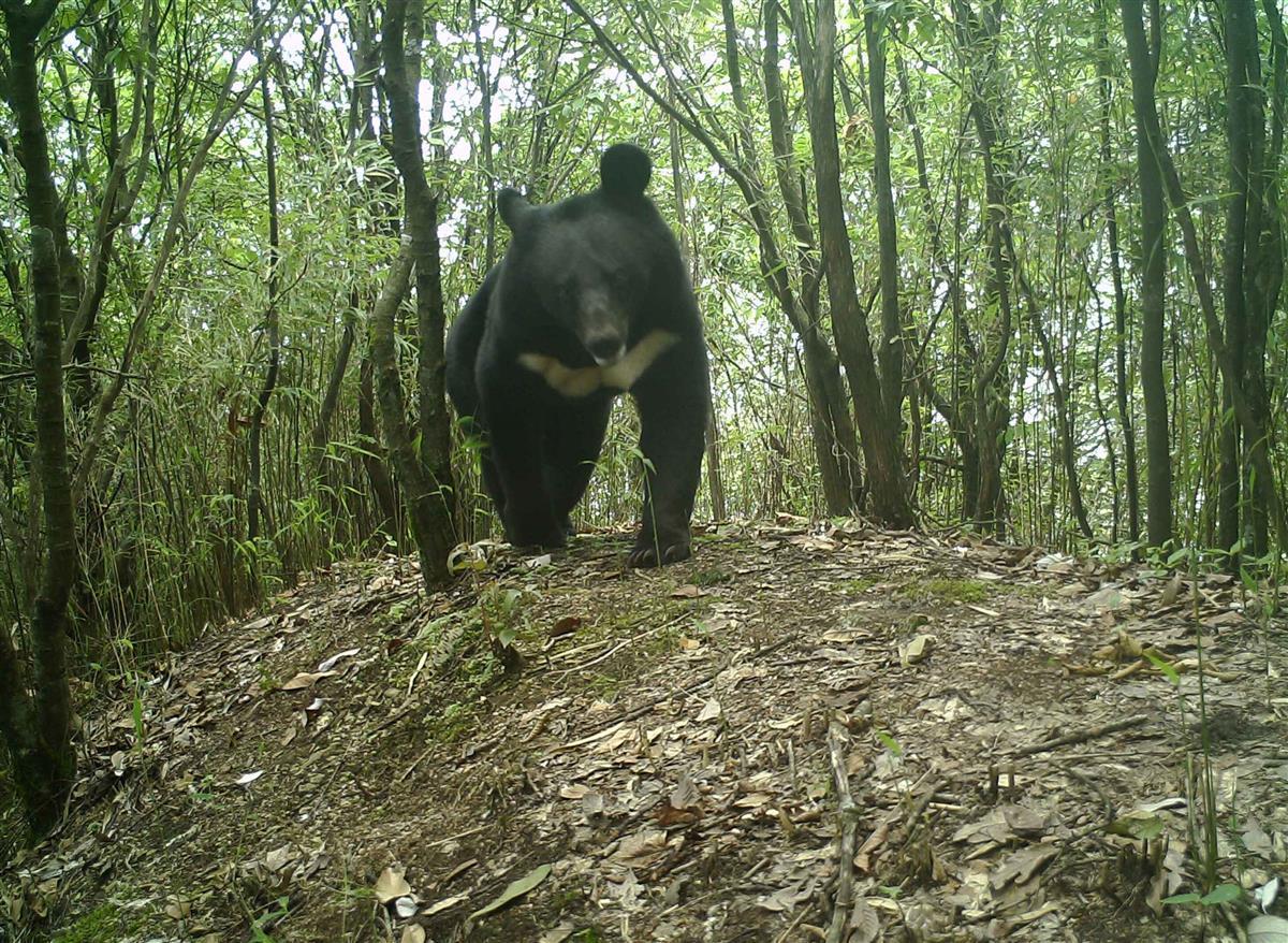 五峰黑熊调查入选“青山公益自然守护行动”