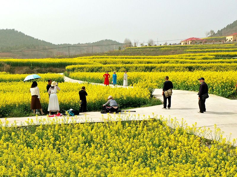 3月15日，习家店油菜花海人流络绎不绝.jpg.jpg