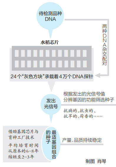 什么是基因芯片 5e7e220ce2967bd89d3fbd56b34707d5.png