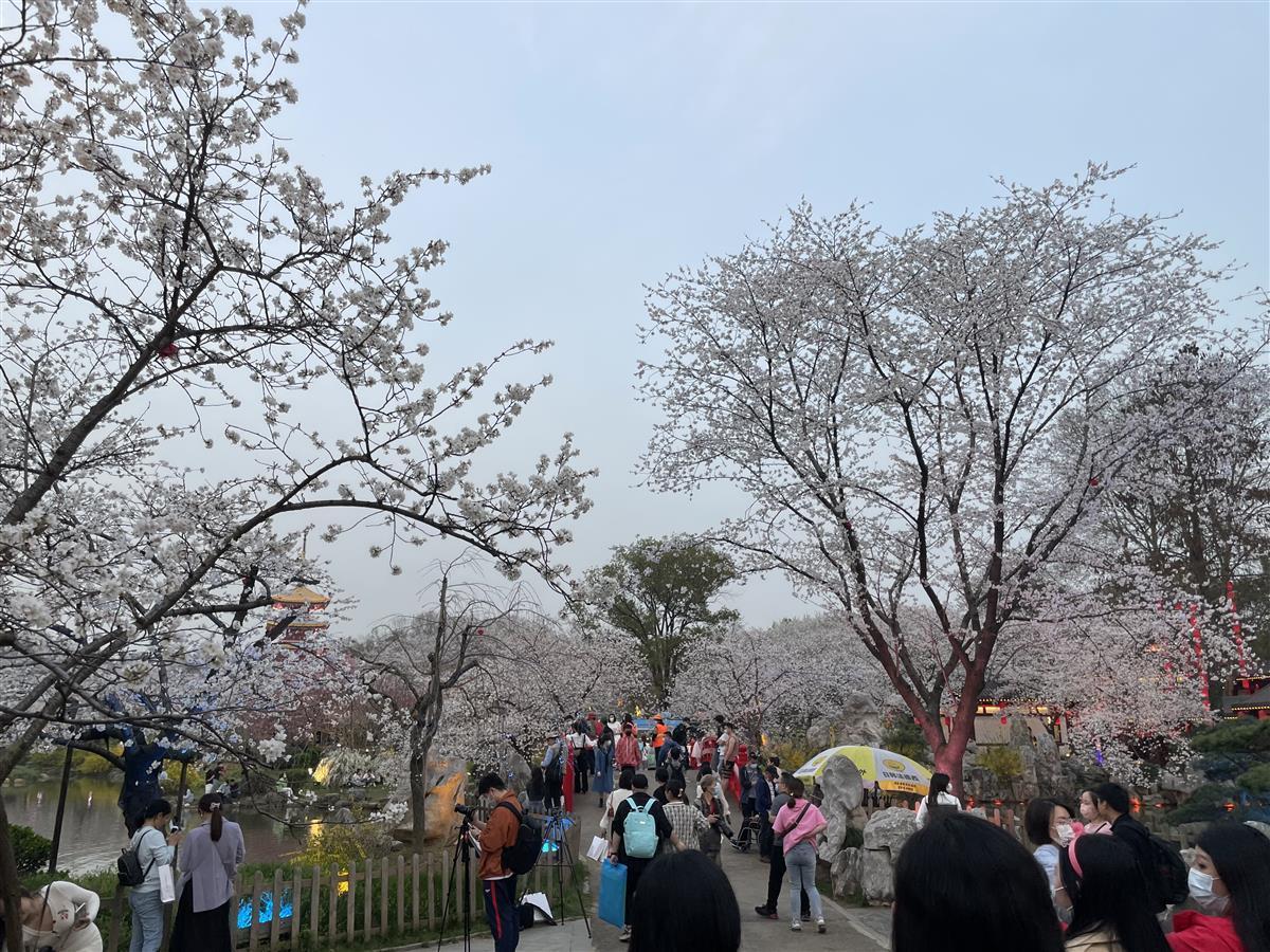 花期持续至4月初武汉东湖樱花园进入盛花期